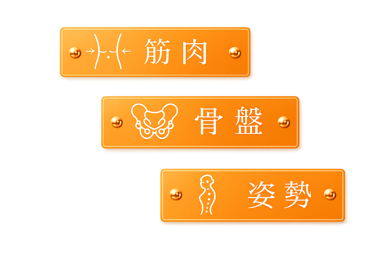 筋肉・骨盤・姿勢